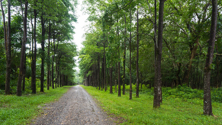 Forrest has rubber tree in Thailandの写真素材