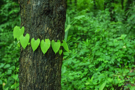 Leaves grow in the wildの写真素材