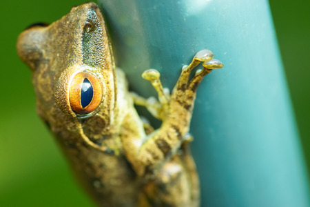 The frog in the my gardenの写真素材
