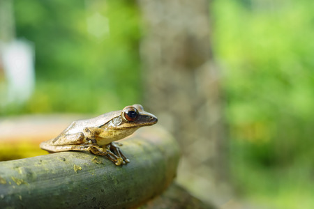 The frog in the my gardenの写真素材