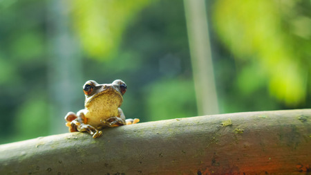 The frog in the my gardenの写真素材