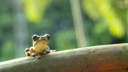 The frog in the my gardenの写真素材