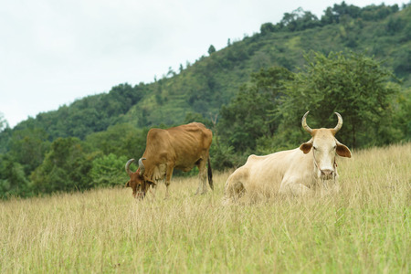 cow pasture eat grass in the meadowの写真素材