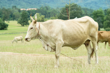 cow pasture eat grass in the meadowの写真素材