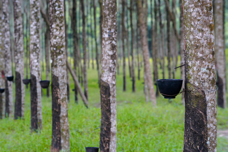 ruber tree and latex in Thailandの写真素材
