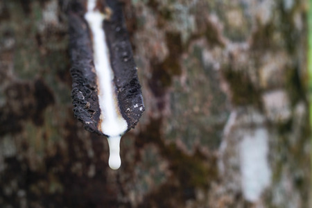ruber tree and latex in Thailandの写真素材