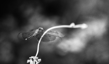 The dragonfly in nature summerの写真素材