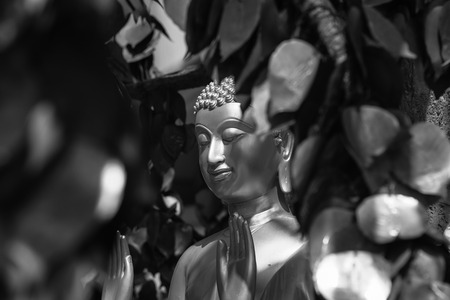 buddha statue black and whiteの写真素材