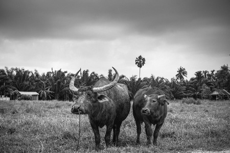 Buffalo in nature black and white