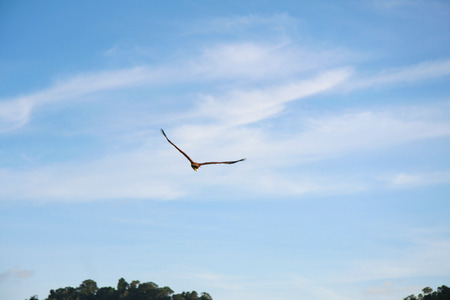 Hunter in the Sky