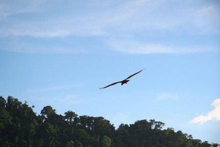Hunter in the Sky