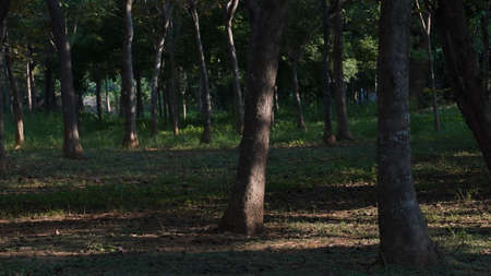 Trees in forest at evening