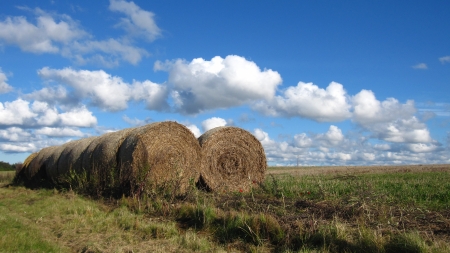 Harvestの写真素材