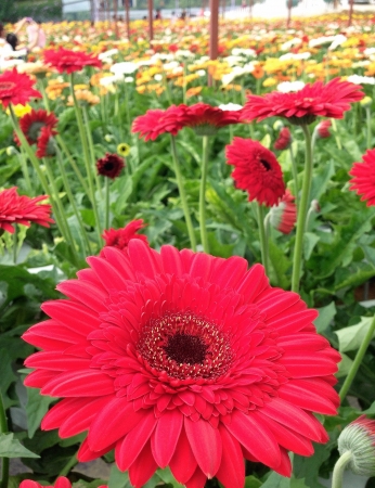 Daisy flowerの素材