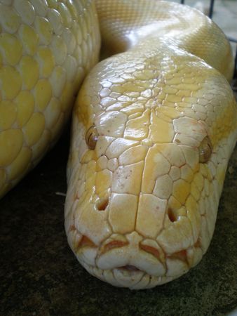 Albino Python