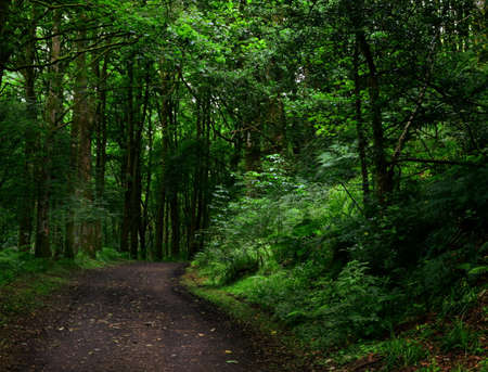 Soft light filtering through trees on a forest path at Learmount Derry Northern Ireland