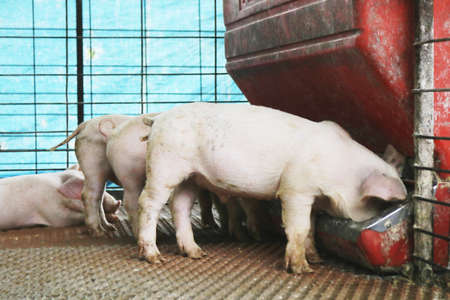 pigs in a farm pork little pigs, pigs eating