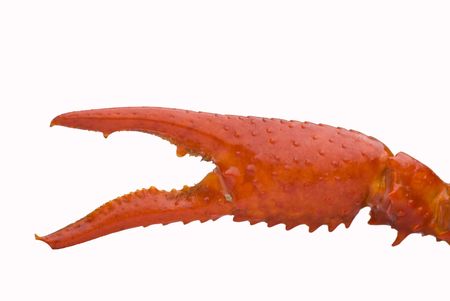Crawfish claw isolated on whiteの写真素材