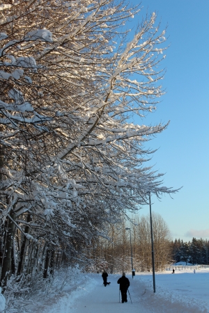  A walk on a cold winter day in Swedenの写真素材