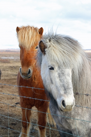 March 29th 2013, Iceland, One brown and one white icelandic horse close-upの写真素材