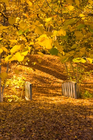 Tree leafs infront of a small wooden bridge covered by autumn leafsの写真素材