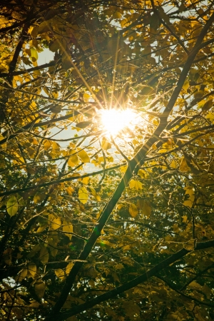 The sun shining through the tree branches on a beatiful autumn dayの写真素材