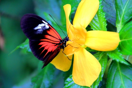 Butterfly Collecting Nectarの写真素材