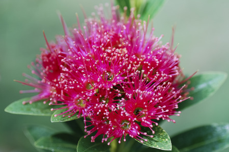 Pink flower closeupの写真素材