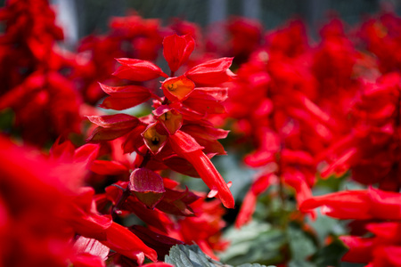 red flowersの写真素材