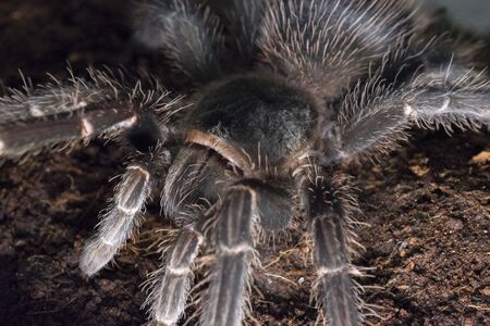 close up of a spiderの写真素材