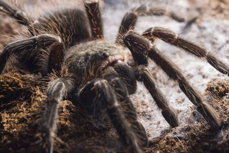 close up of a spider