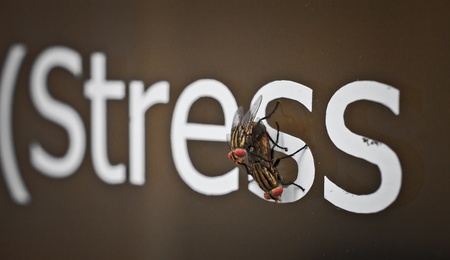 Stress