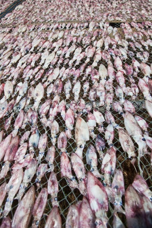 Drying Squidの写真素材