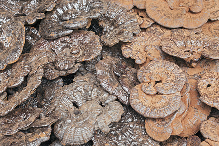 The Coal-Black and Red Reishi Mushrooms - Chinese Herbal LingZhi 