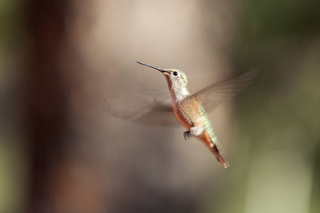 A Shot of Hummingbird in flying の写真素材