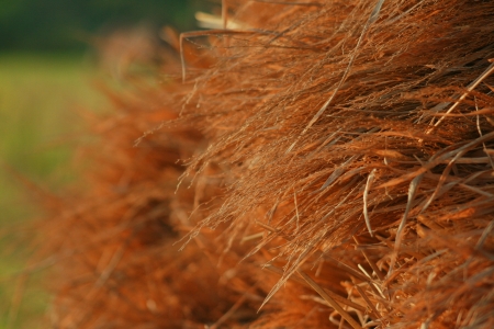 rice     の写真素材