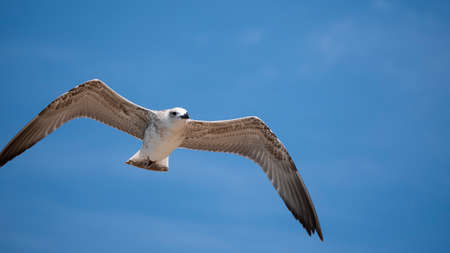 Sea bird in flight. Seagull against the blue sky.