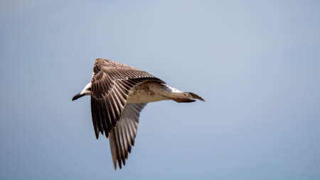 Sea bird in flight. Seagull against the blue sky.の写真素材