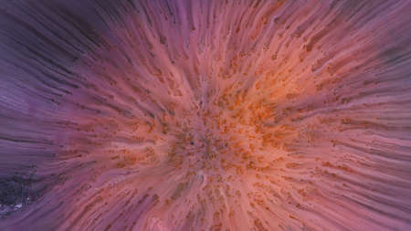 Abstract colorful background of spreading flowers. A unique screensaver picture. Background image....