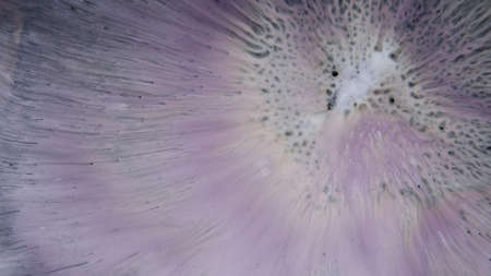 Abstract colorful background of spreading flowers. A unique screensaver picture. Background image....