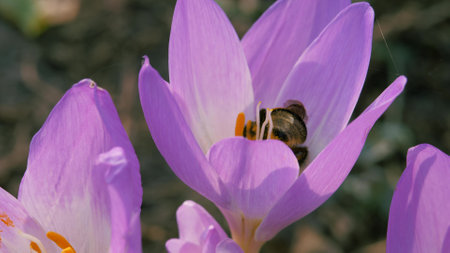 Striped fly and a bumblebee collect pollen from a blue autumn flower.の写真素材