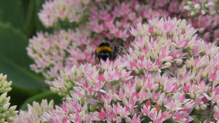 Bumblebee sits on an autumn garden inflorescence of white-pink color and collects pollen and nectar...