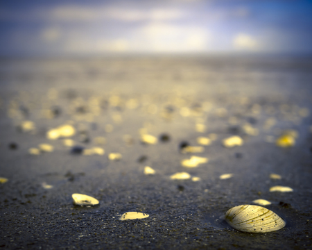Shells on the beach, Portobello, Edinburgh, Scotlandの写真素材