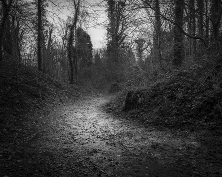 Path through clearing with sinister treesの写真素材