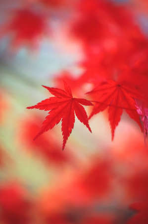 Foliage that turns red and yellow in the fall.
