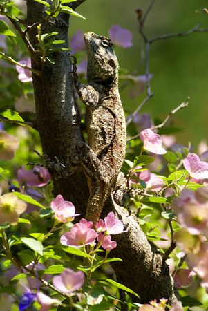 Tree Agama (Blue Heady)の写真素材