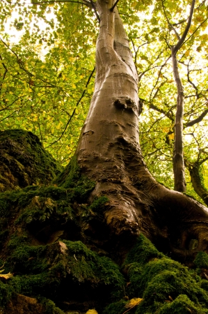 An autumn tree looking up to the heavensの写真素材