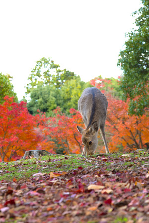 Fawn in Nara, Japanの写真素材