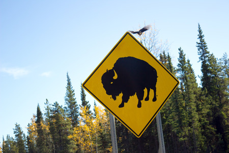Road sign of buffaloの写真素材