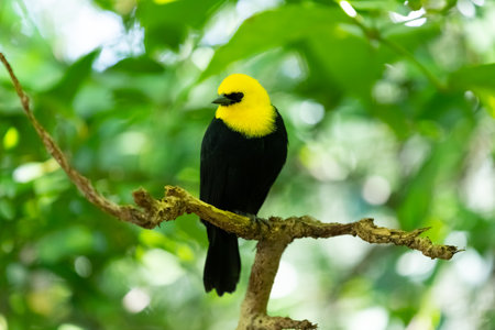 Yellow-hooded blackbird in the woods.の写真素材